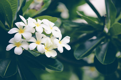 Close-up of white flowering plant