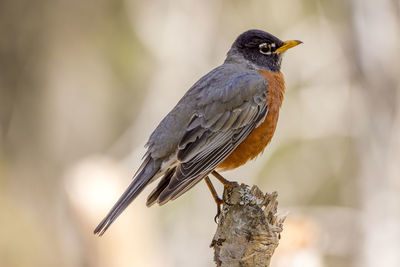 Close-up of bird perching