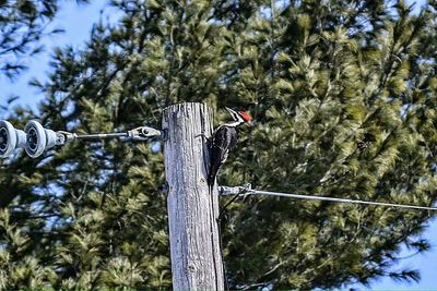 Low angle view of bird perching on tree against sky