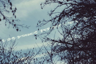 Low angle view of bare trees against sky