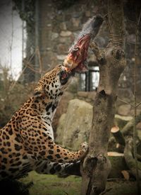Side view of jaguar eating prey