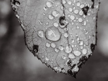 Close-up of raindrops on plant
