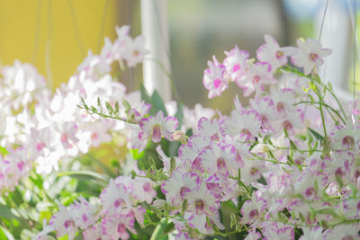 Close-up of pink flowering plants