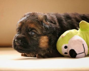 Close-up of a dog looking away