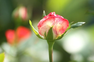 Close-up of pink rose bud