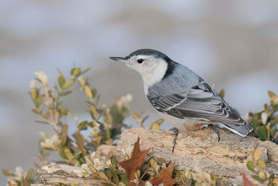 Close-up of bird perching on a tree