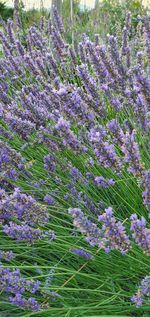 Close-up of purple flowering plants on field