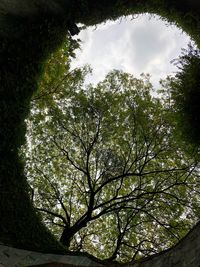 Low angle view of trees in forest against sky