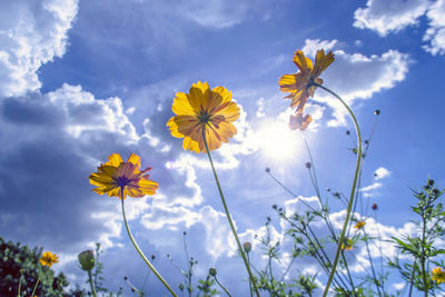 Low angle view of flowers blooming against sky