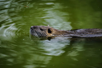 High angle view of muskrat swimming in lake