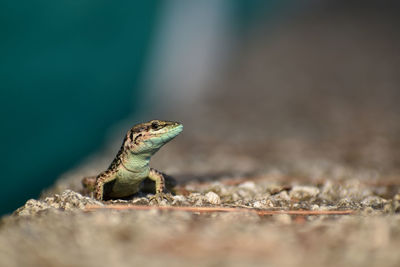 Close-up of lizard