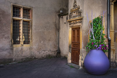 Potted plants on wall of building