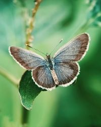 Close-up of butterfly on flower