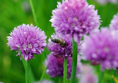 Close-up of honey bee on purple flower
