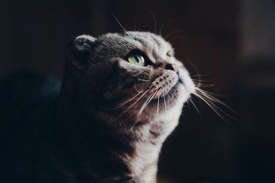 Close-up of a cat looking away