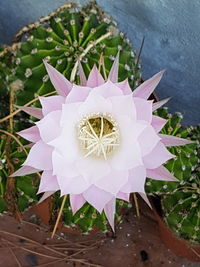 High angle view of pink flowering plant