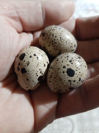 Close-up of hand holding eggs