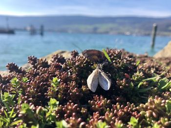 Close-up of insect on the beach