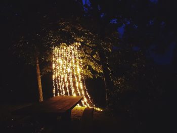 Close-up of illuminated tree at night