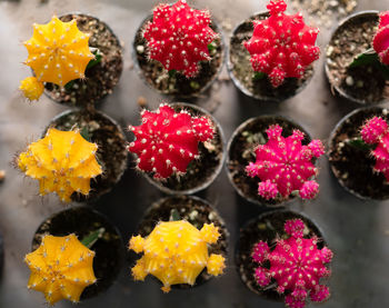 High angle view of various flowers in container