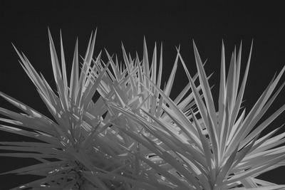 Close-up of plants at night