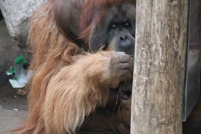 Monkey sitting in a zoo