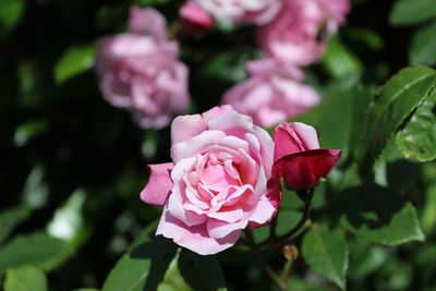 Close-up of pink flowers blooming outdoors