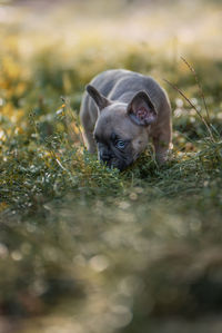 Portrait of dog relaxing on field