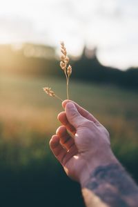 Cropped image of man holding plant on field