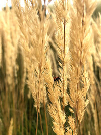 Close-up of stalks in field