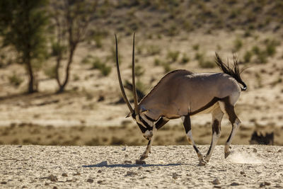 Side view of deer on field