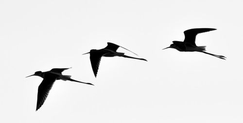 Low angle view of birds flying against clear sky