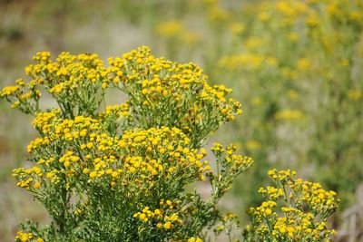 Close-up of fresh yellow flowering plants in field