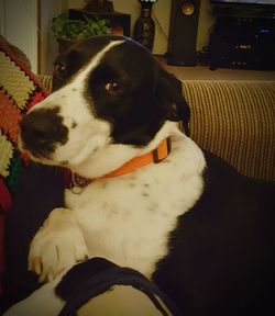 Close-up of dog sitting at home