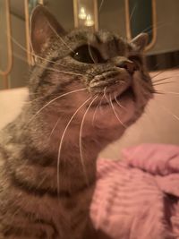 Close-up of cat at home