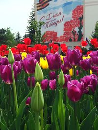 Close-up of red tulip flowers