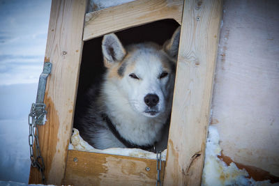 Siberian husky sitting on wooden box