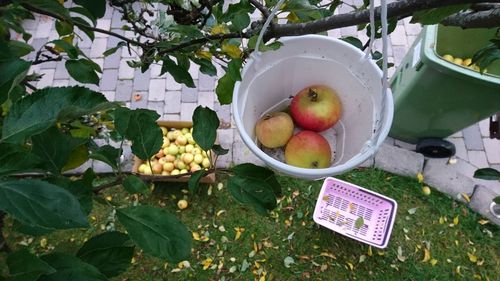 High angle view of apple fruits in basket