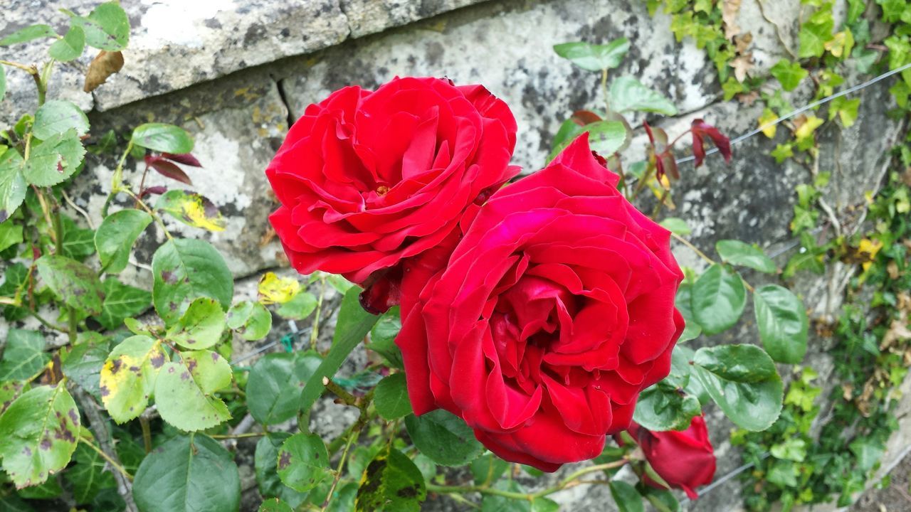 flower, petal, flower head, red, fragility, freshness, growth, plant, beauty in nature, rose - flower, blooming, nature, close-up, leaf, single flower, in bloom, focus on foreground, day, high angle view, rose