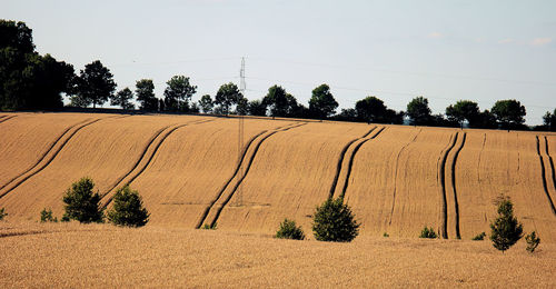 Trees growing on landscape