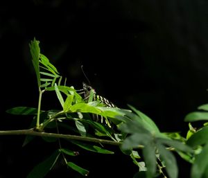 Close-up of insect on plant at night