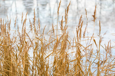 Close-up of plants growing on field during winter