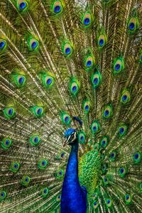 Close-up of peacock