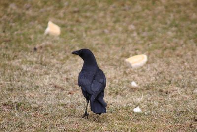 Black bird perching on a field