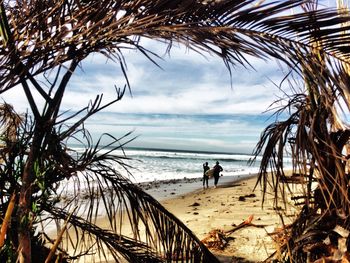 Silhouette of palm trees on beach