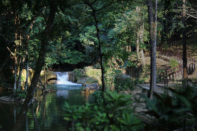 Scenic view of river amidst trees in forest