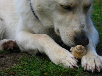 Close up of lioness lying on field