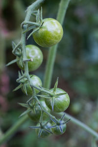 Close-up of raw tomatoes