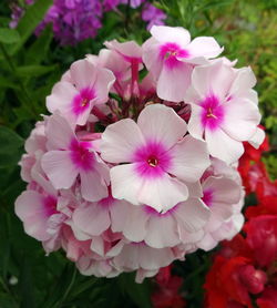 Close-up of pink flowers