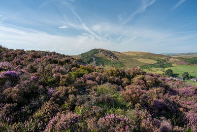 Purple heather at the roaches, staffordshire from hen cloud in the peak district national park, uk.